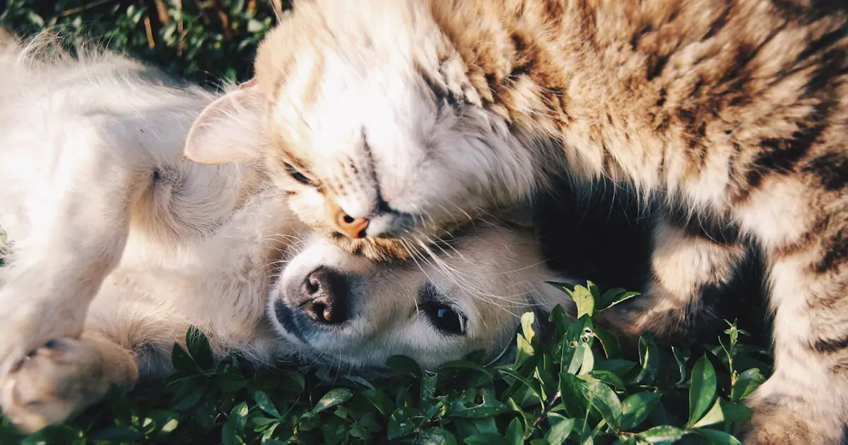 ERP para Pet Shops